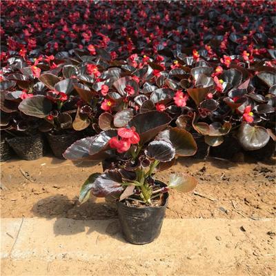 【四季海棠基地批发 四季海棠四季草花】 - 青州市承玉花卉苗木种植专业合作社