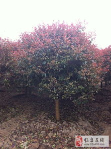 出售各种花木苗圃量大从优