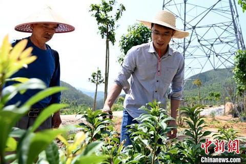 从 花果山 到花卉苗木基地 一个革命老区村的完美蜕变