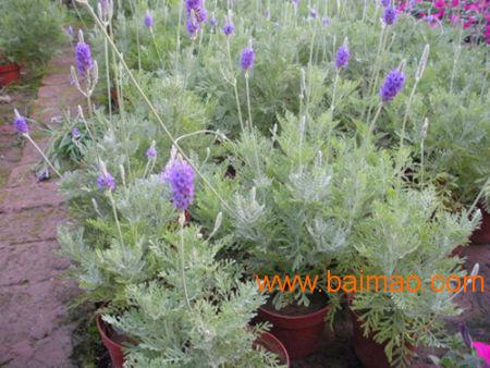 大型草花种植基地 价格合理的草花推荐,大型草花种植基地 价格合理的草花推荐生产厂家,大型草花种植基地 价格合理的草花推荐价格