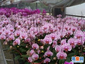 【230亩优质肥沃平整土地出租花卉苗木】-菏泽 曹县易登网