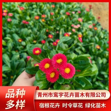 鸾宇花卉