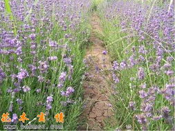 花木商情图片浏览