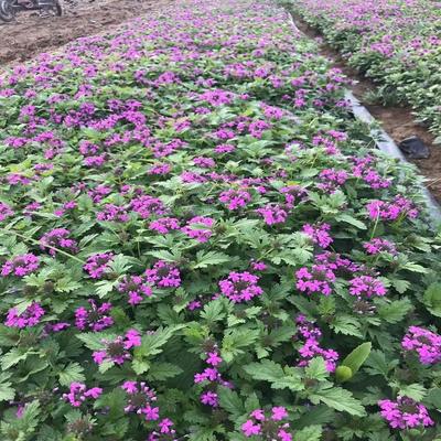 【山西美女樱价格 细叶美女樱种植 大量供应】 - 青州市树庆花卉苗木专业合作社