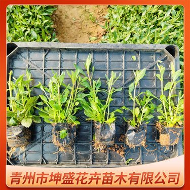 马鞭草价格