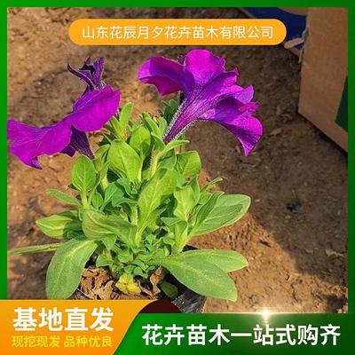 花辰月夕花卉苗木
