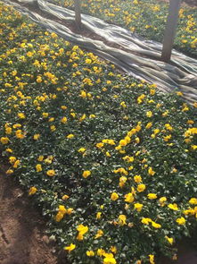 三色堇基地 三色堇批发价格 三色堇种植基地 蝴蝶梅基地 树永