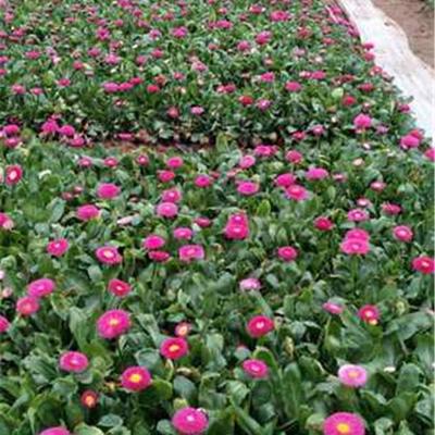 【现货出售 雏菊小苗 青州雏菊基地】 - 青州市承玉花卉苗木种植专业合作社
