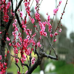 图片,海量精选高清图片库 重庆市涪陵区李正红花木种植场