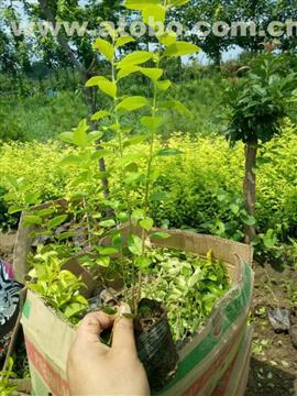 【金叶女贞种植基地_潍坊金叶女贞批发价格】,价格,厂家,供应商,其他农业,青州茂诚花卉苗木专业合作社 - 产品库