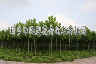 河南绿化苗木 花卉苗木植物 同盟花卉河南苗木种植基地