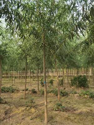 旱柳苗如月苗木花卉精品1 2 3 4 公分速生柳苗/旱柳苗