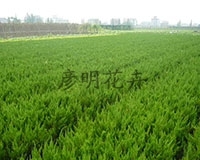 口碑好的小龙柏首选彦明花卉苗木(小龙柏,小区绿化)--青州市彦明花卉苗木种植专业合作社