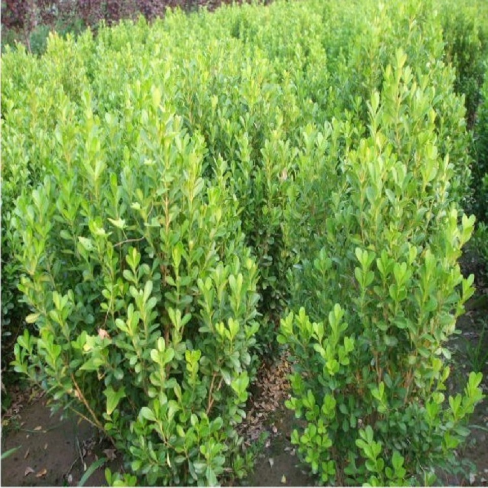 青州小叶黄杨种植 小叶黄杨种植 - 青州市青旺花卉苗木专业合作社 -
