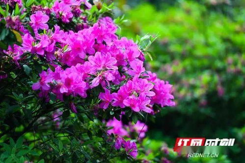 湖南花木种植面积166万亩 林业总产值5030亿元