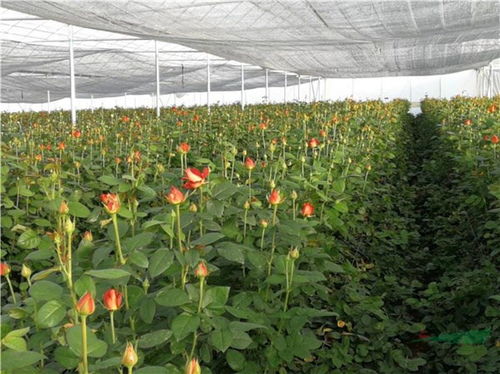 25家花企获云南 绿色食品牌 省级产业基地殊荣