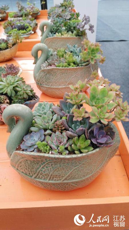 江苏沭阳花木节开幕 展出多种精品盆景花卉