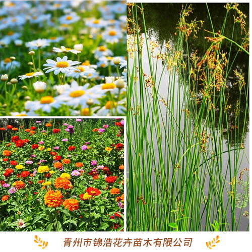 黄杨批发,青州锦浩花卉