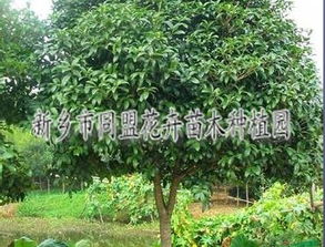 精品推荐 新乡市同盟花卉苗木种植园