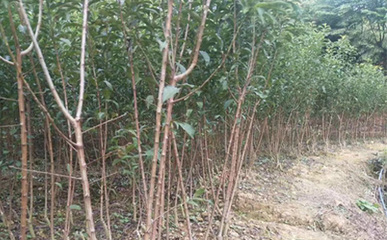 茂县李子苗批发基地__批发李子树苗培育基地。