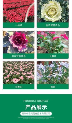 一串红穴盘苗 适应性好花色鲜艳 花坛种植观赏 春兴