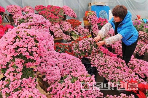 青州 中国北方最大花木集散中心