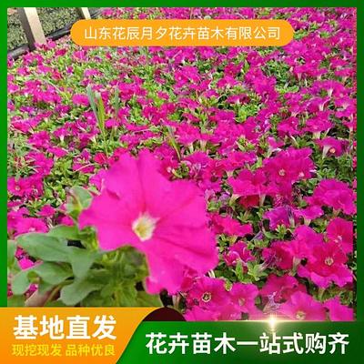 花辰月夕花卉苗木