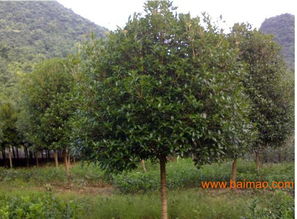 湖南桂花树 买桂花树来诚信苗木基地 桂花树苗价格 批发优惠,湖南桂花树 买桂花树来诚信苗木基地 桂花树苗价格 批发优惠生产厂家,湖南桂花树 买桂花树来诚信苗木基地