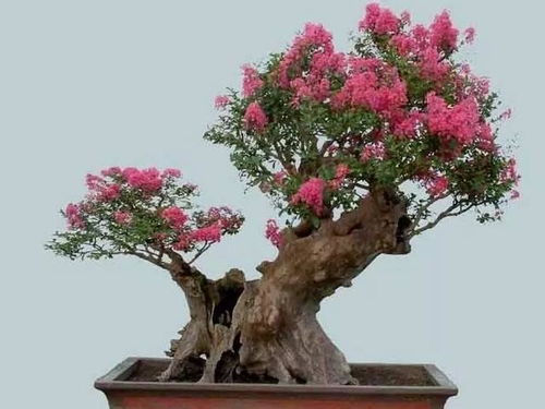 要想富,栽好树 院子栽4种树,后代兴旺,好处多,寓意好 绣球 盛开 榉树 桂花树 香樟树 网易订阅