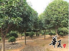 精品桂花大量供应,富丽华园林花木合作社 供应产品 富丽华园林花木合作社
