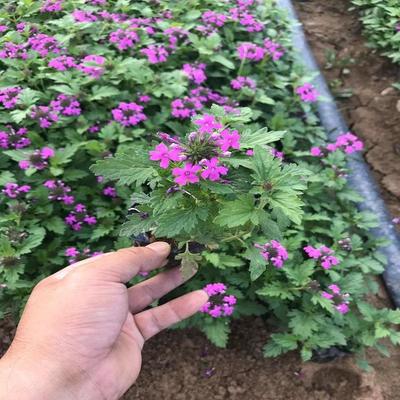 【山西美女樱价格 细叶美女樱种植 大量供应】 - 青州市树庆花卉苗木专业合作社