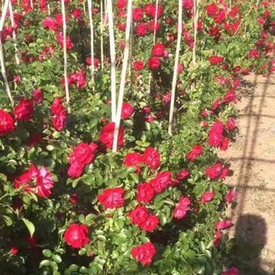 青州市茗茜花卉苗木专业合作社