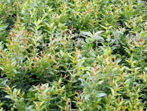 供应各种果树苗木 各种花卉 各种盆景 各种优质果树苗
