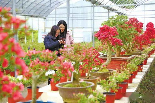 快讯 宁德市花卉产业发展新闻通报会召开
