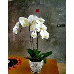 花卉苗圃批发 花卉苗圃供应 花卉苗圃厂家 