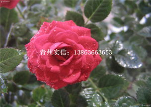 价格实惠的月季 销量好的月季出售