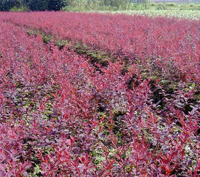 保定苗木花卉种植 其他绿化苗木 产品供应