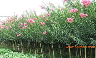 株洲市绿景花卉苗木种植农民专业合作社批发供应桂花,香樟,广玉兰,杜英