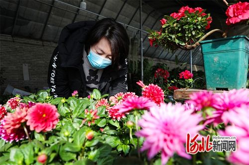 河北省滦南县 花卉旺销春意浓