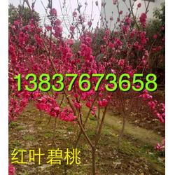 潢川县众成花木种植专业合作社