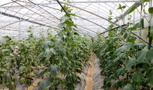 戏水 赏花 摘果 为你解锁镇江 玩美一夏
