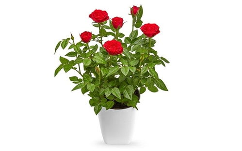 玫瑰花树苗桂花卉盆栽室内室外阳台庭院观花植物月季盆栽绿植送肥料