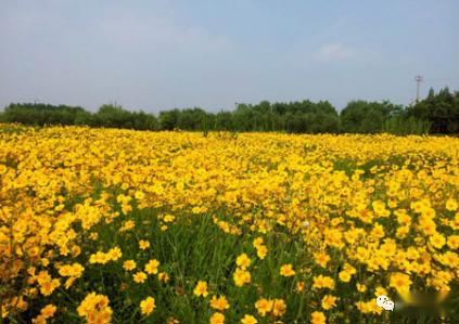 无锡的花海,你打卡过多少个 新增6处正在建