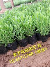辽宁普罗旺斯花卉苗木 高品质薰衣草供应专家