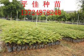 广州平佳绿化种苗场 花卉苗木种植的专业基地