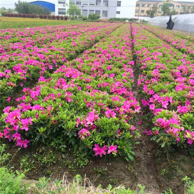 杜鹃花苗木基地 春鹃苗与毛鹃的园林绿化应用与种植