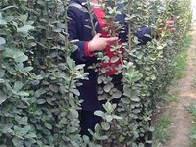 青州花卉苗木专业合作社 专业种植，品质保障