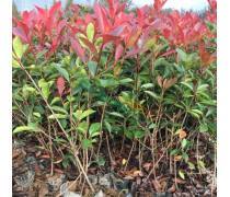 红叶石楠容器苗 青州市赵建营花卉苗木种植专业合作社的优质选择