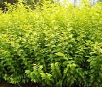 金叶女贞种植基地优质商家推荐 精选苗木与花卉产品