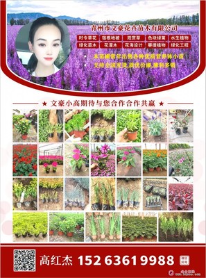 文豪花卉苗木基地 美女樱大花细叶品种，绿化工程首选草花